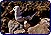 Albatros e pinguino rockhopper (Eudyptes crestatus)