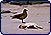 Skua (Catharacta skua antartica) in attesa di predare una carcassa di pinguino di magellano (Spheniscus magellanicus).